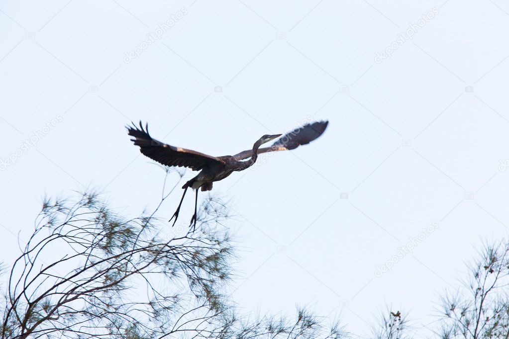 Great Blue Heron taking flight from Florida tree