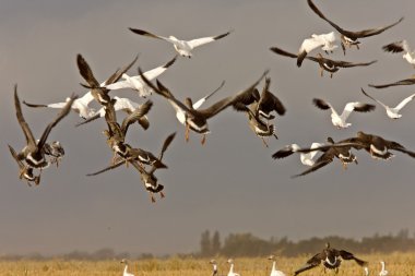 kar kazları uçuş kırsal saskatchewan içinde