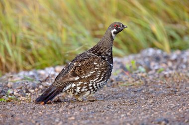 Ladin grouse manitoba Kanada