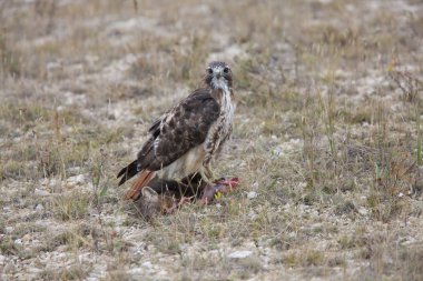 redtail Şahin fisher üzerinde öldürmek Kuzey manitoba, Kanada