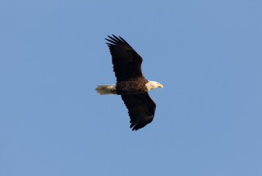 Kel kartal uçuş hecla Adası: Manitoba