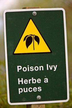 Poison ivy teken