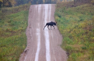 Boğa geyiği çakıl yol saskatchewan Amerika Birleşik Devletleri