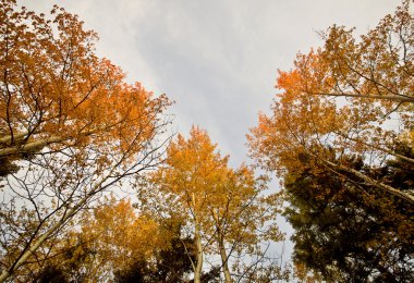 sonbahar sonbahar renk ağaçlar manitoba, canada