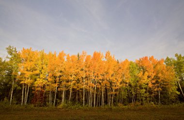 sonbahar sonbahar renk ağaçlar manitoba, canada