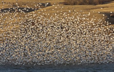 kar kazları buffalo üzerinde uçuş saskatchewan gölde pound