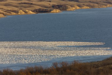 kar kazları buffalo üzerinde uçuş saskatchewan gölde pound