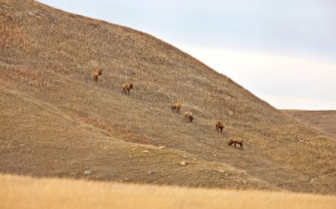 prairie hill saskatchewan üzerinde geyik sürüsü