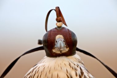 gyrfalcon hood falconer yakın ile