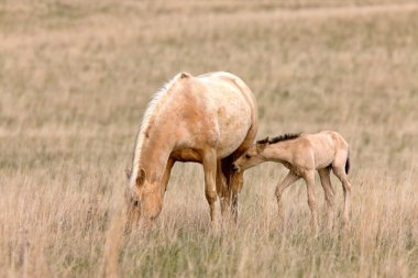 at ve colt, saskatchewan, Kanada çayıra