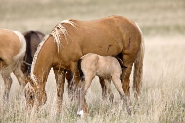 at ve colt, saskatchewan, Kanada çayıra