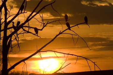 Cormorants in Tree at Sunset clipart