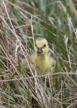 Bebek kazlar kuşlar saskatchewan çimen