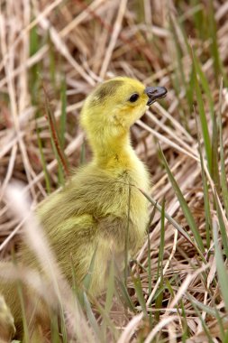 Bebek kazlar kuşlar saskatchewan çimen