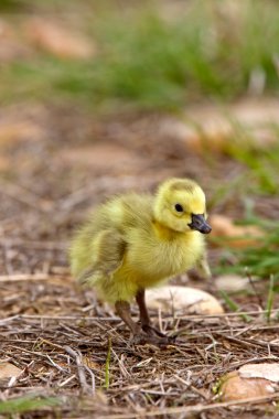 Bebek kazlar kuşlar saskatchewan çimen