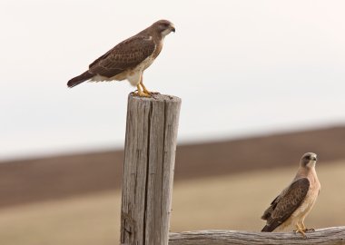 Swainson's hawk uçuş