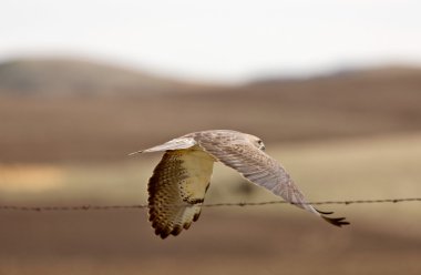 Swainson's hawk in Flight clipart
