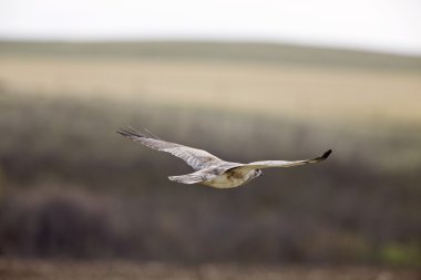 Swainson's hawk uçuş