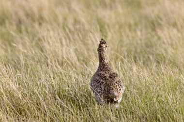 Sharp Tailed Grouse in Field Saskatchewan Canada clipart