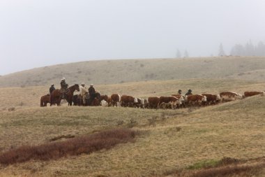 Cattle Herding by Horseback in the Mist Cyprus Hills Canada clipart