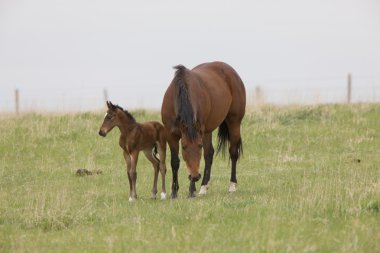at ve colt, saskatchewan, Kanada çayıra