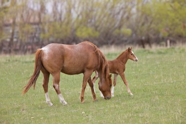 at ve colt, saskatchewan, Kanada çayıra