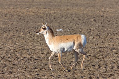 Pronghorn Antelope Saskatchewan Canada clipart