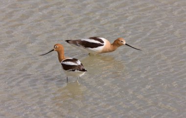 Avocets in Water Canada clipart