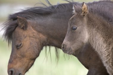 at ve colt, saskatchewan, Kanada çayıra