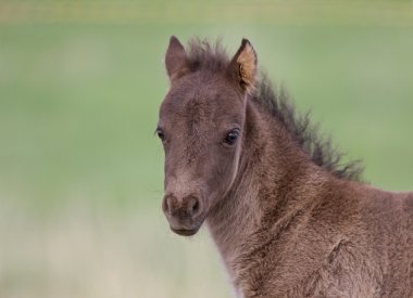 at ve colt, saskatchewan, Kanada çayıra