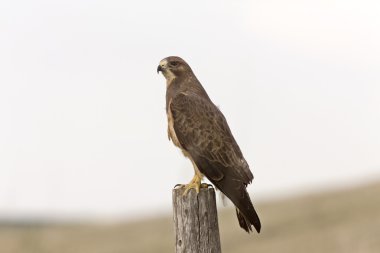 Swainson's hawk Kanada