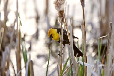 marsh Kanada sarı başlı karatavuk