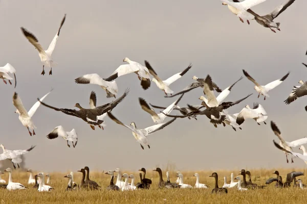 Snow geese in flight rural Saskatchewan — Stock Photo, Image
