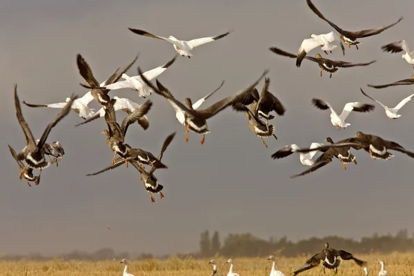 Snow Geese Flight Rural Saskatchewan — Stock Photo, Image