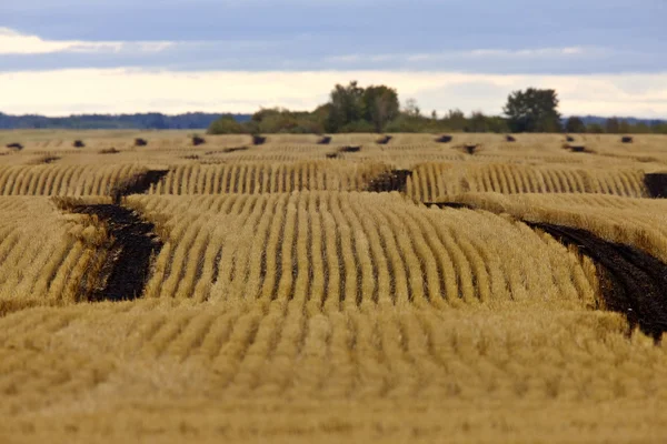 Northern grain filed Saskatchewan Canada — Stock Photo, Image