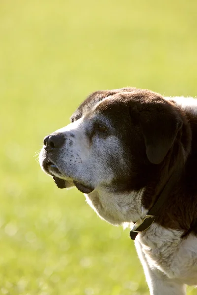 stock image Saint Bernard dog on Hecla Island Manitoba