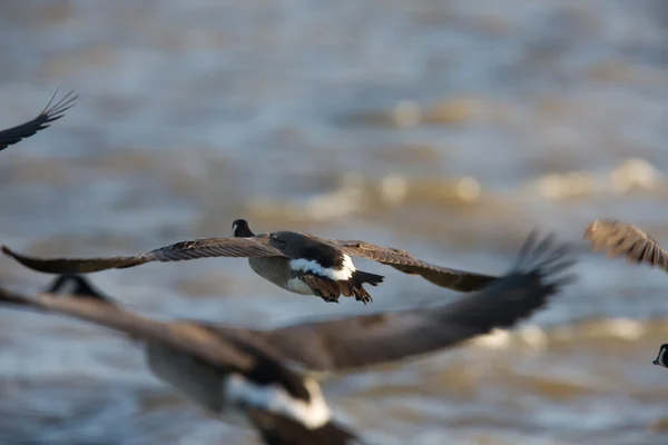 Canada Geese in Flight over Lake Winnipeg — Stock Photo, Image