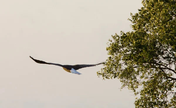 Bald eagle in vlucht hecla eiland manitoba — Stockfoto