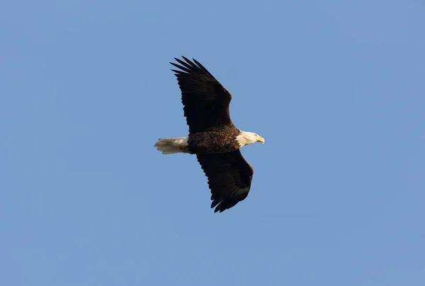 Bald Eagle Flyg Hecla Manitoba — Stockfoto
