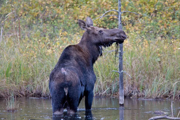 Mucca Moose in palude paludosa Manitoba Canada — Foto Stock
