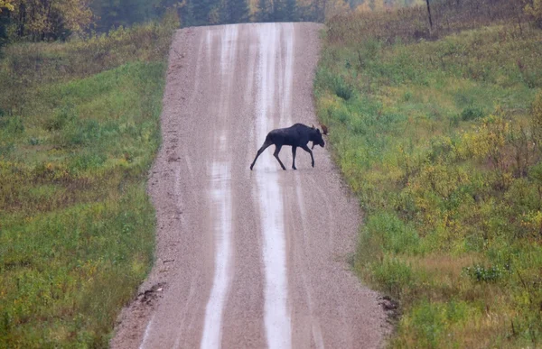 Bull Älgar Grus Väg Saskatchewan Kanada — Stockfoto