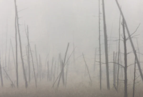 Ranna mgła i drzewa mgła saskatchewan Kanada — Zdjęcie stockowe