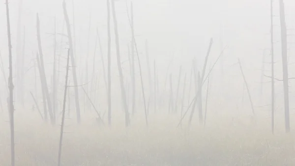 Reggeli köd és a fák köd saskatchewan, Kanada — Stock Fotó