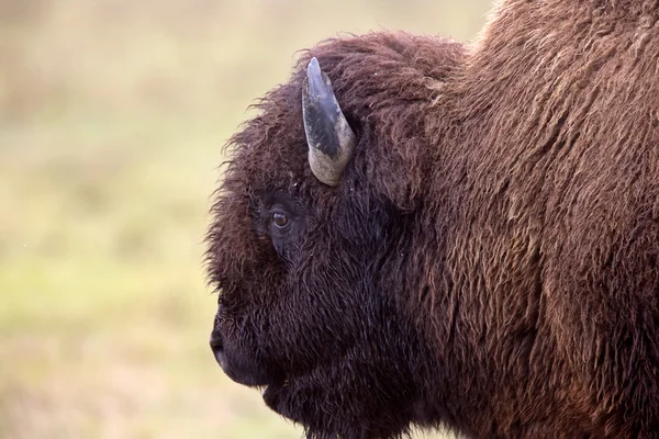 Close Van Buffalo Bison Canada — Stockfoto