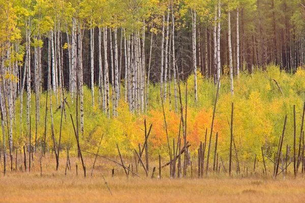 Fall Autumn Colors Trees Manitoba Canada — Stock Photo, Image