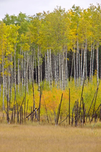 Daling van de herfst kleuren bomen manitoba canada — Stockfoto