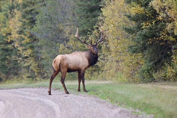 Bull Elk Saskatchewan Canada — Stok fotoğraf