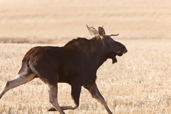 Young Bull Moose Correndo Campo Pradaria — Fotografia de Stock