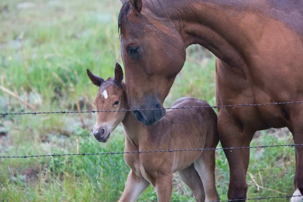 Přehrada Hříbě Baby Koně — Stock fotografie