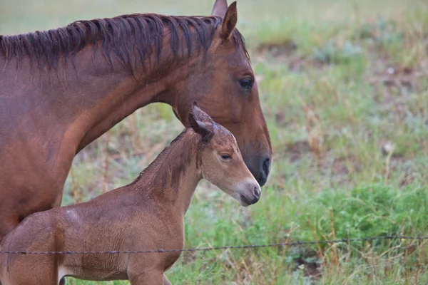 Dam with foal — Stock Photo, Image